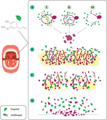 Eugenol: A novel therapeutic agent for the inhibition of Candida species infection